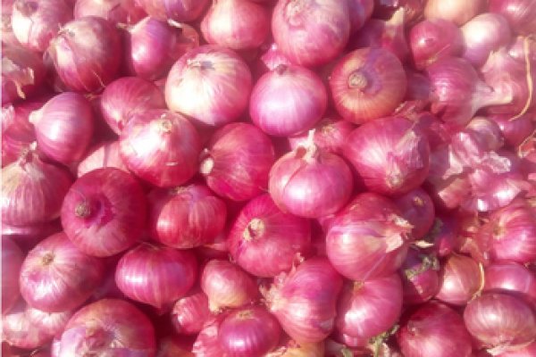 Форум solaris onion